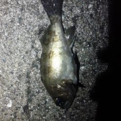 雨上がりメンバリング