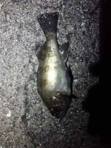 雨上がりメンバリング