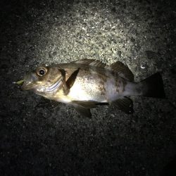 今シーズン最大！