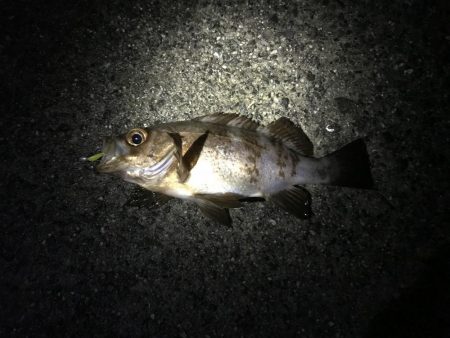 今シーズン最大！