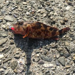 アジ探しに有田へ