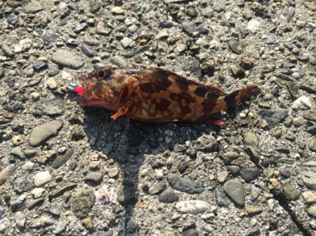 アジ探しに有田へ