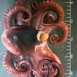 サビキにまさかの