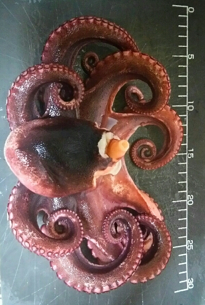 サビキにまさかの