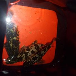 いつでも遊んでくれる魚