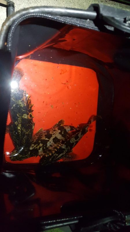 いつでも遊んでくれる魚