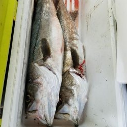 シーバスフィッシング