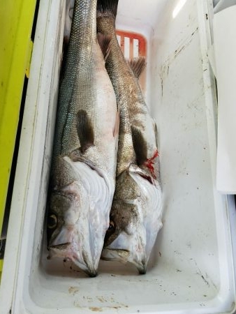 シーバスフィッシング