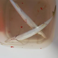 カマス～のスズキ