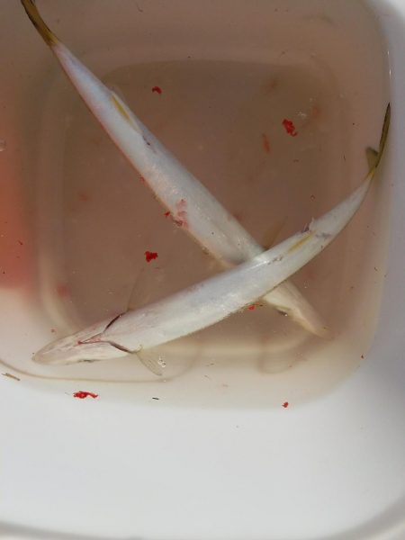 カマス～のスズキ