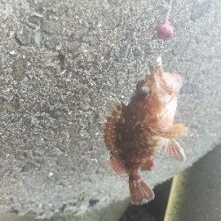 ガシラ釣り　～アタリ少ない～