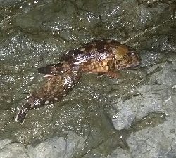 メバル入れ食い