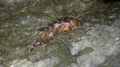 メバル入れ食い