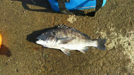 ようやくの一匹