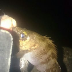 干潮❗だけど❗