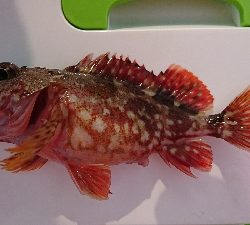 ロックフィッシュ釣行番外編