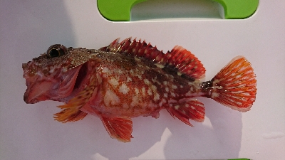 ロックフィッシュ釣行番外編