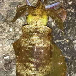 エギング釣行その4