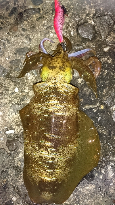 エギング釣行その4