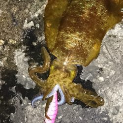 エギング釣行その5 今年初のキロUp!