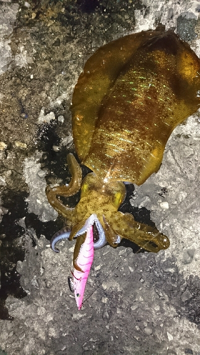 エギング釣行その5 今年初のキロUp!