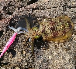 エギング釣行その5