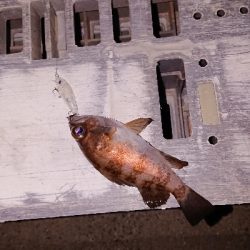 今宵もプラッキング