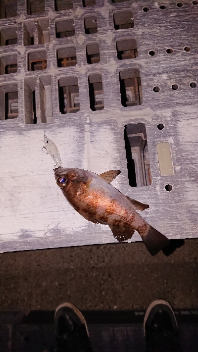 今宵もプラッキング