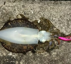 エギング釣行その8