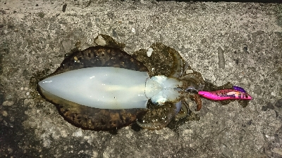 エギング釣行その8