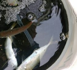 青物の飲ませ釣り用アジ