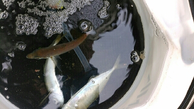 青物の飲ませ釣り用アジ