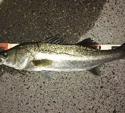 愛しいドブ川にて♪