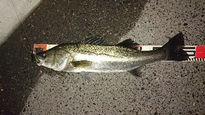 愛しいドブ川にて♪