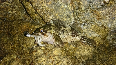 リリースサイズのカサゴのみ…