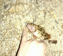 新地開拓なるか？！