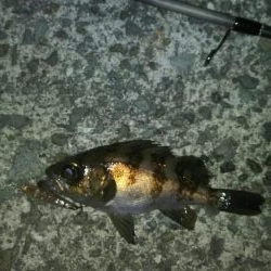 楽しい季節がやって来ました