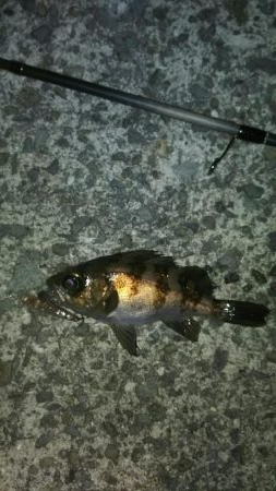 楽しい季節がやって来ました