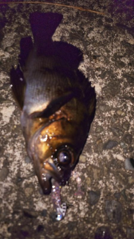 前回以上に釣りたい！