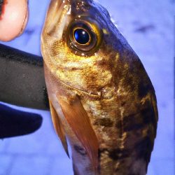 たまにはプチ遠征でも( ￣▽￣)