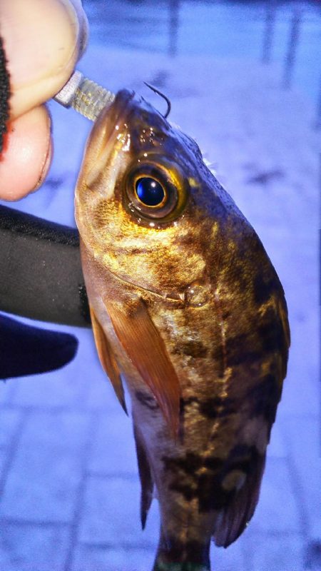 たまにはプチ遠征でも( ￣▽￣)