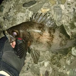 久しぶりの釣行く