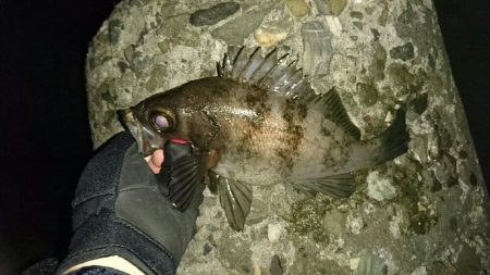 久しぶりの釣行く