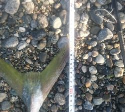 桂浜１番サーフ