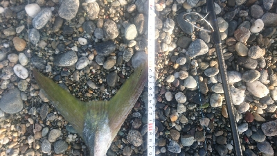 桂浜１番サーフ