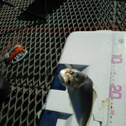 クーラー満タン