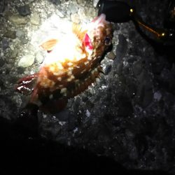 やっぱり～(￣▽￣;)～？