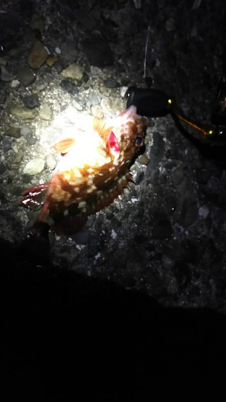 やっぱり～(￣▽￣;)～？