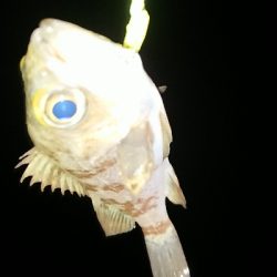 風がマシだったんで、釣行。