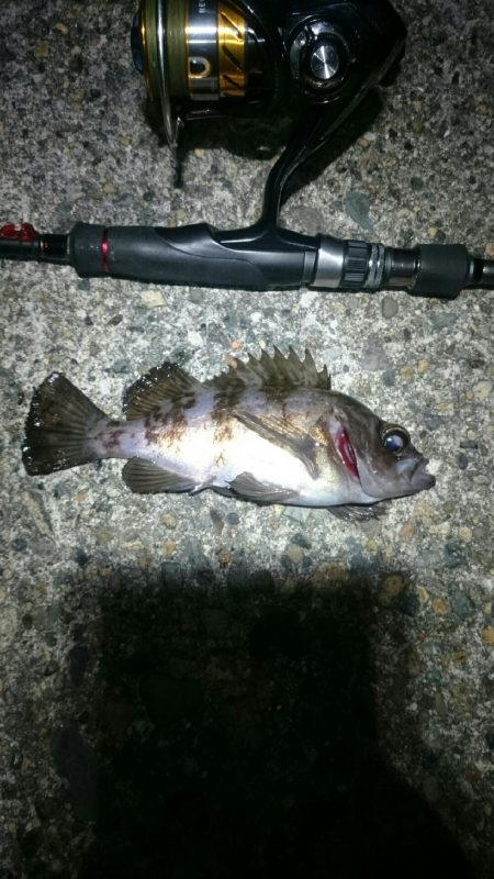 短時間メバリング